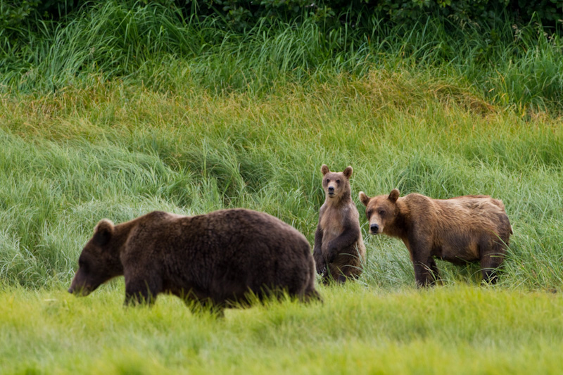 Grizzly Bear Sow And Cubs